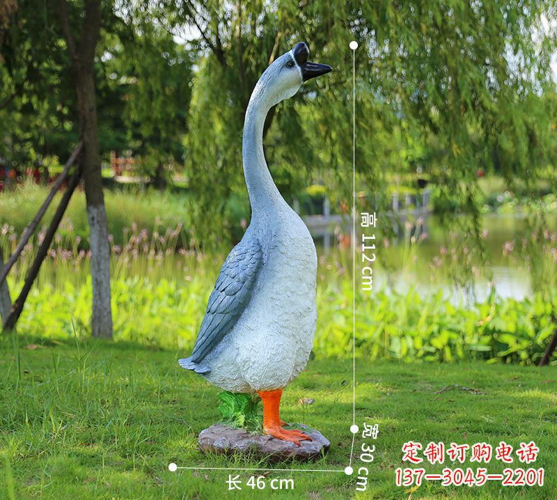 淄博站立立脖灰色天鹅